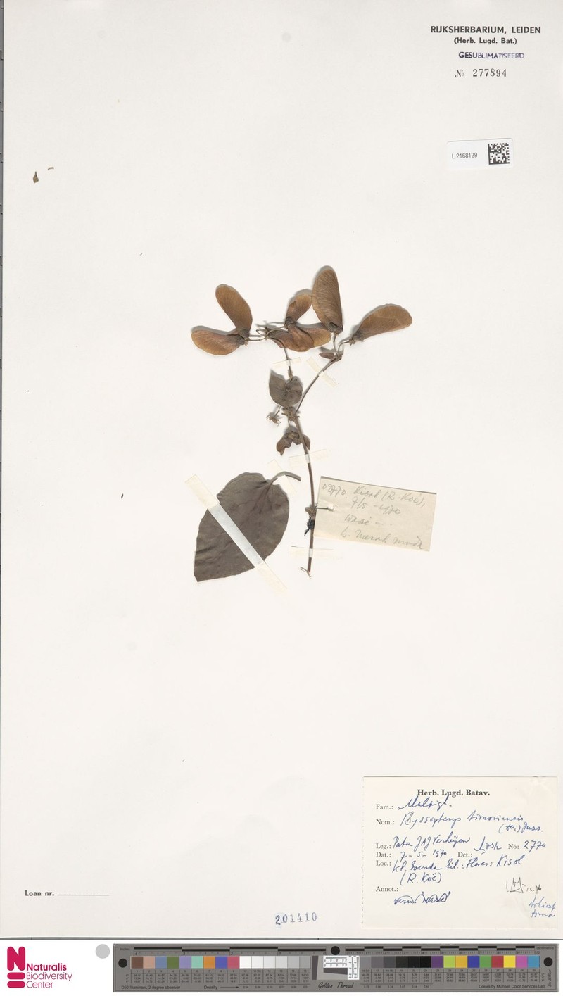 Stigmaphyllon albidum