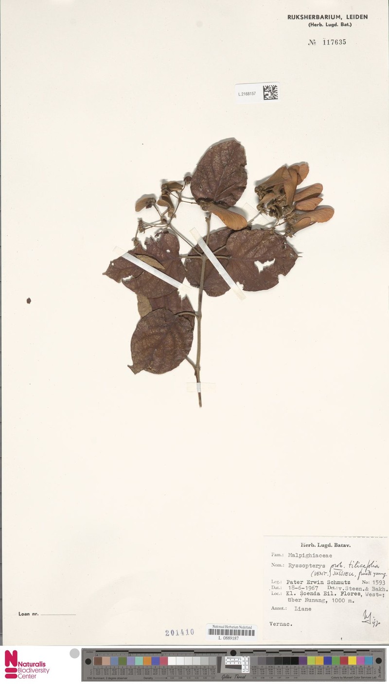 Stigmaphyllon albidum photo 2