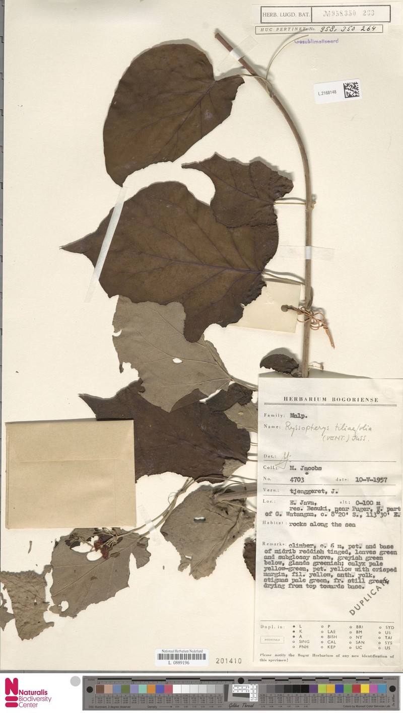 Stigmaphyllon albidum photo 3