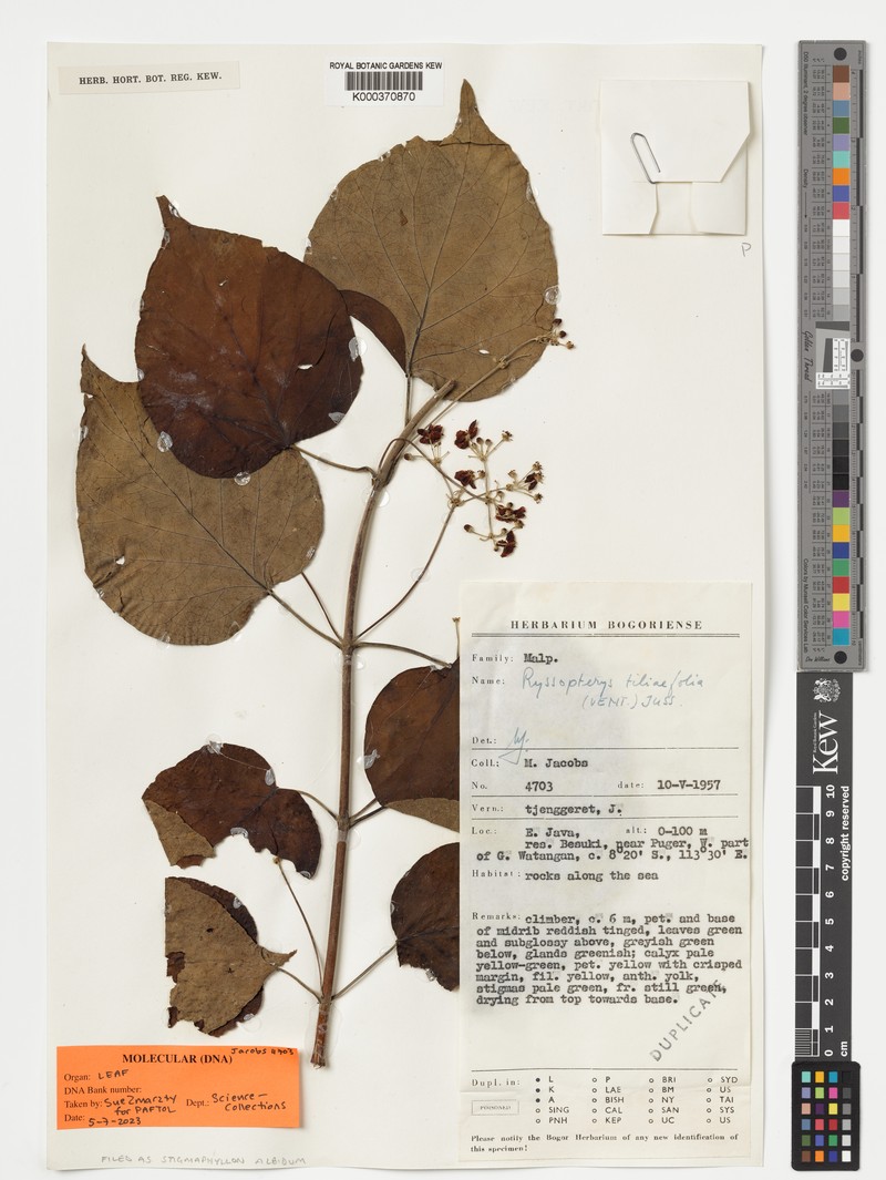 Stigmaphyllon albidum photo 4