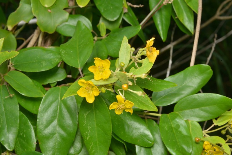 Stigmaphyllon angustifolium