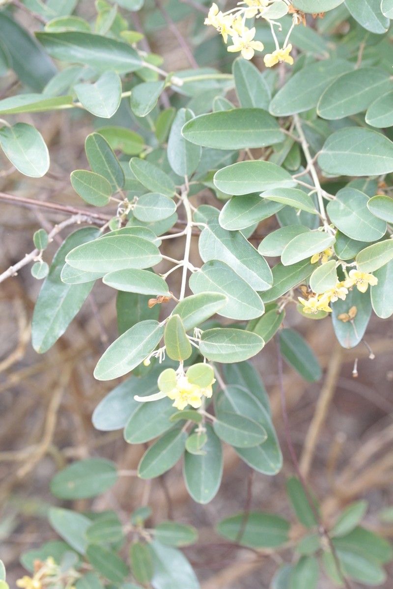 Stigmaphyllon angustifolium photo 2