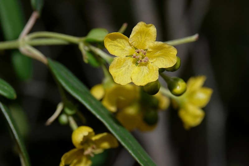 Stigmaphyllon angustifolium photo 3