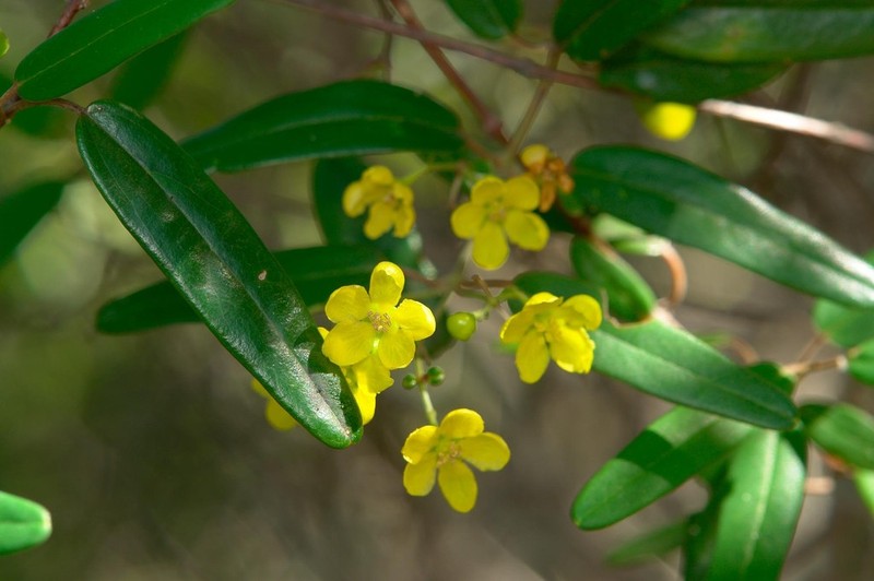 Stigmaphyllon angustifolium photo 4
