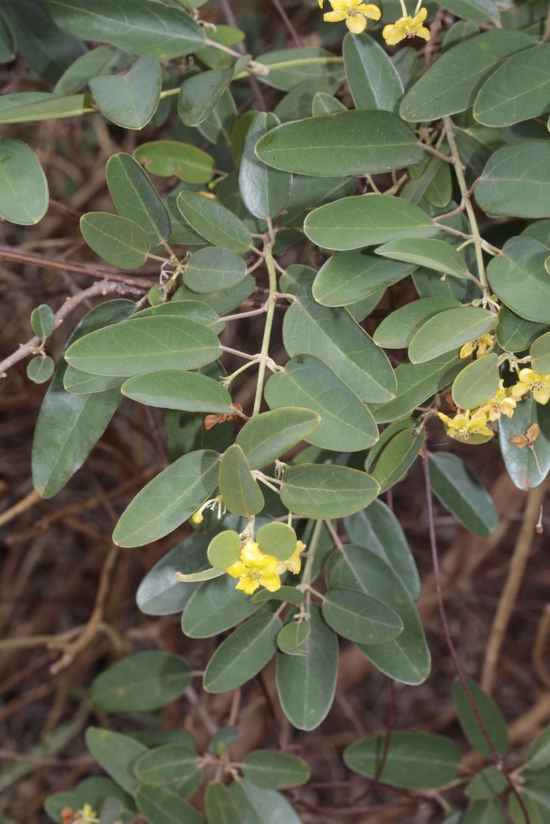 Stigmaphyllon angustifolium photo 5