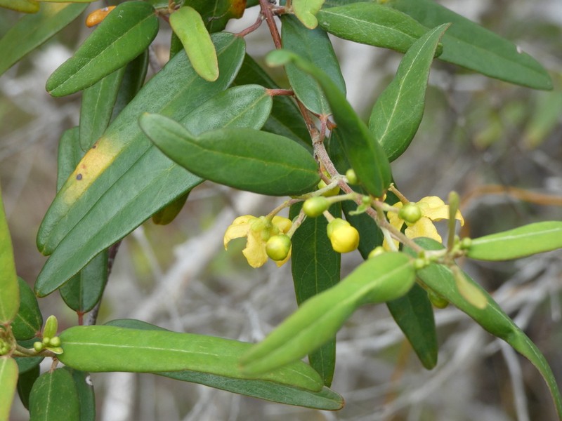 Stigmaphyllon angustifolium photo 6