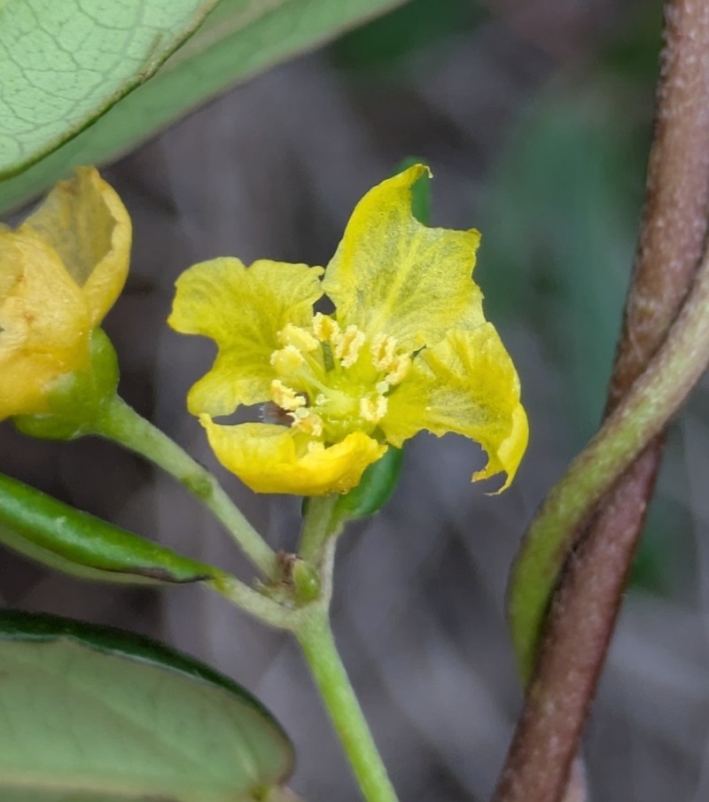 Stigmaphyllon angustifolium photo 7