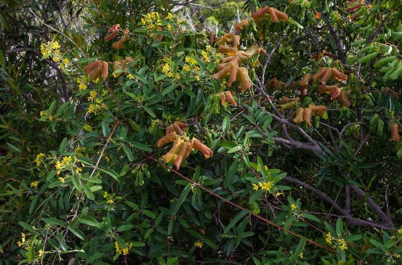 Stigmaphyllon angustifolium photo 8