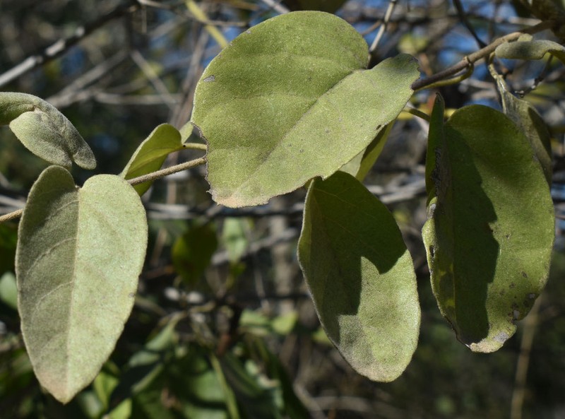 Stigmaphyllon australiense photo 4
