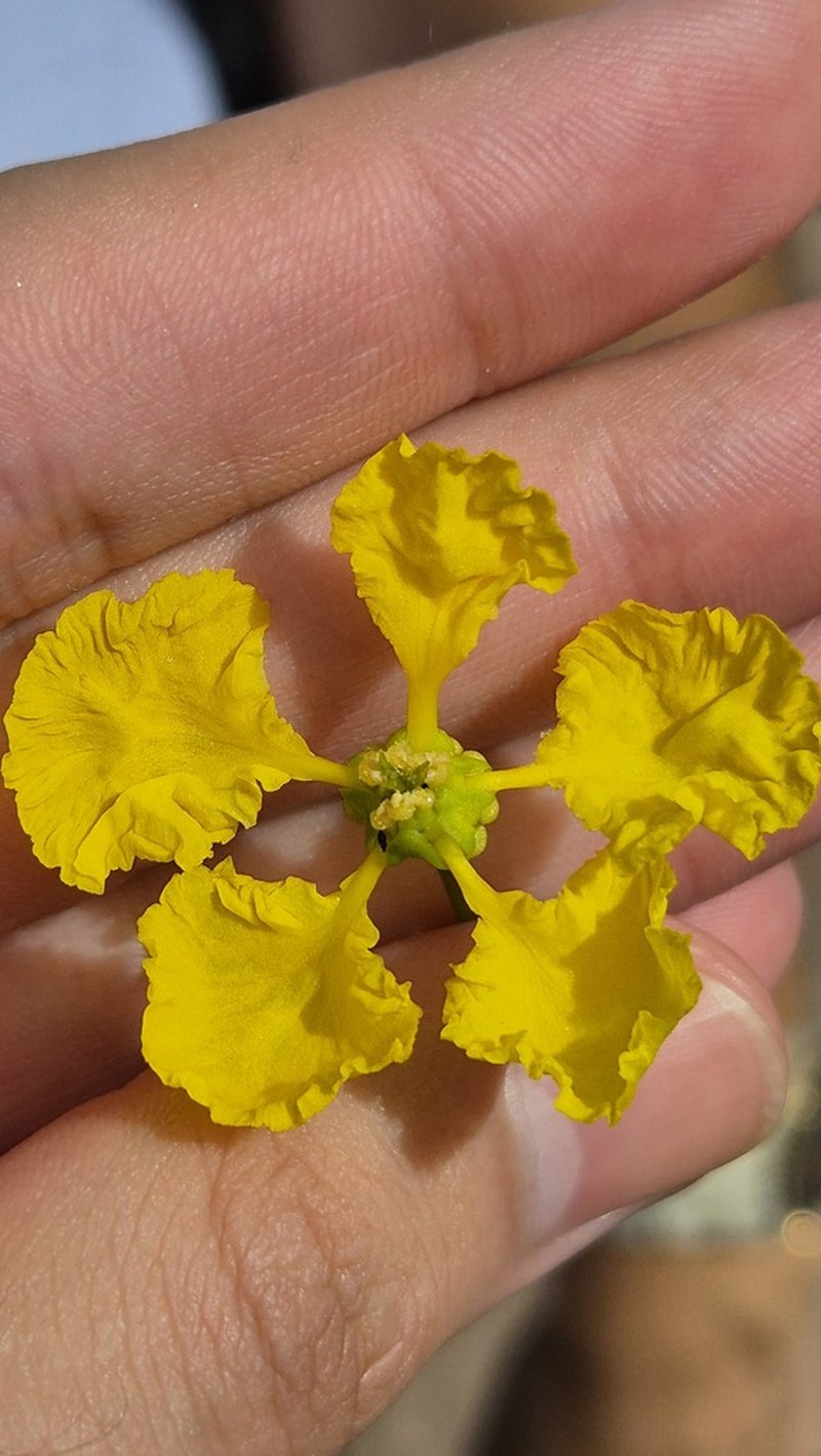 Egg-Leaf Amazonvine