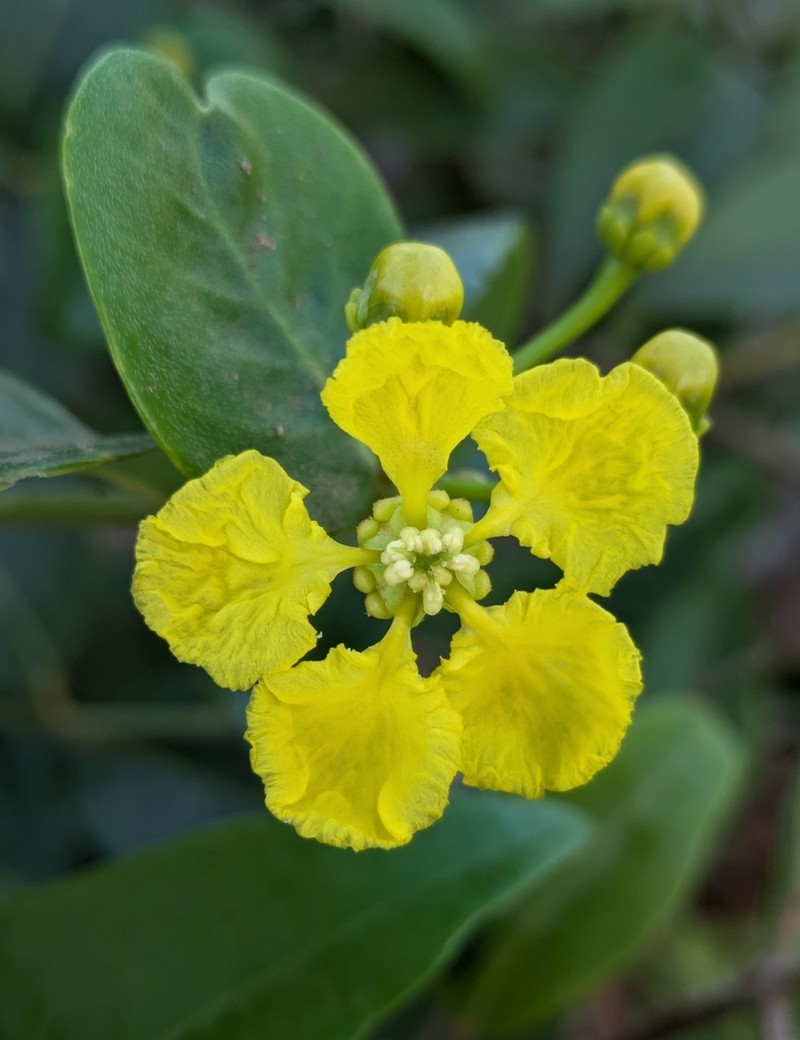 Egg-Leaf Amazonvine photo 2