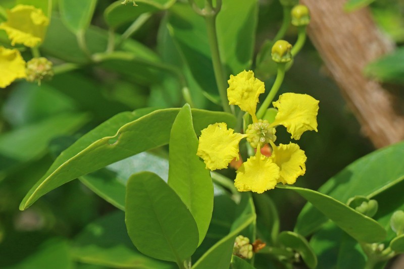 Egg-Leaf Amazonvine photo 3