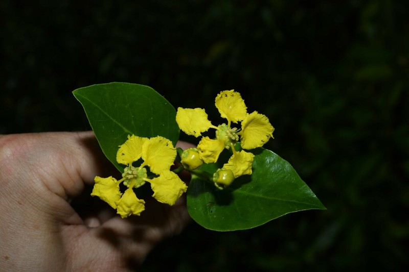 Egg-Leaf Amazonvine photo 4