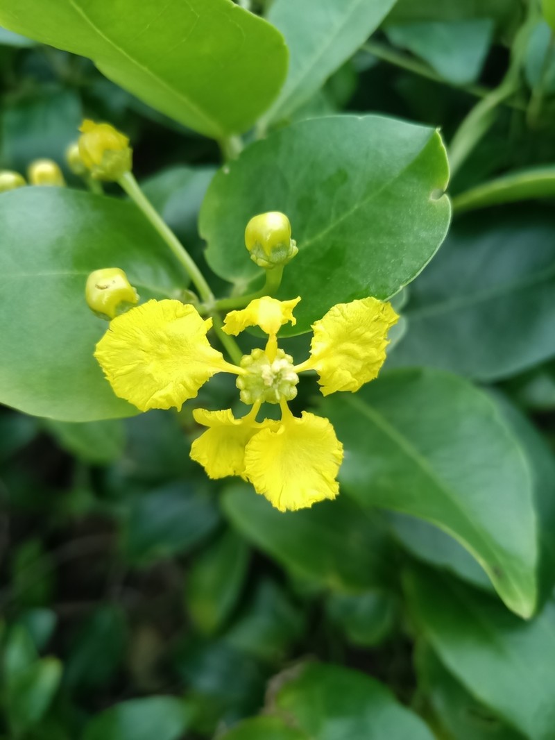 Egg-Leaf Amazonvine photo 5