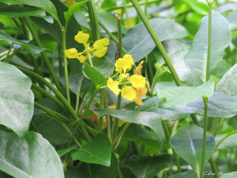 Egg-Leaf Amazonvine photo 6