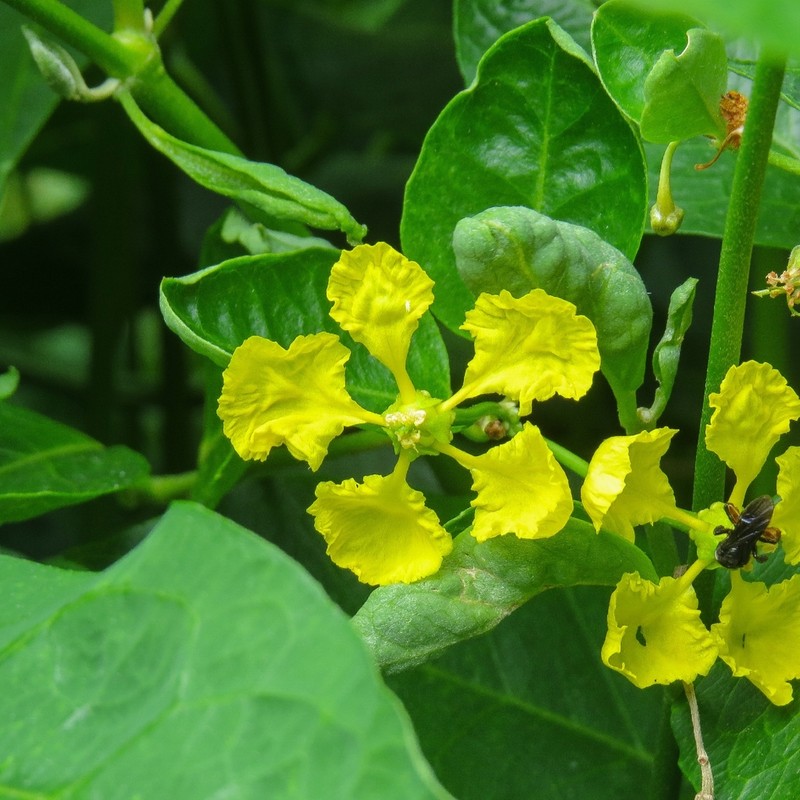 Egg-Leaf Amazonvine photo 7