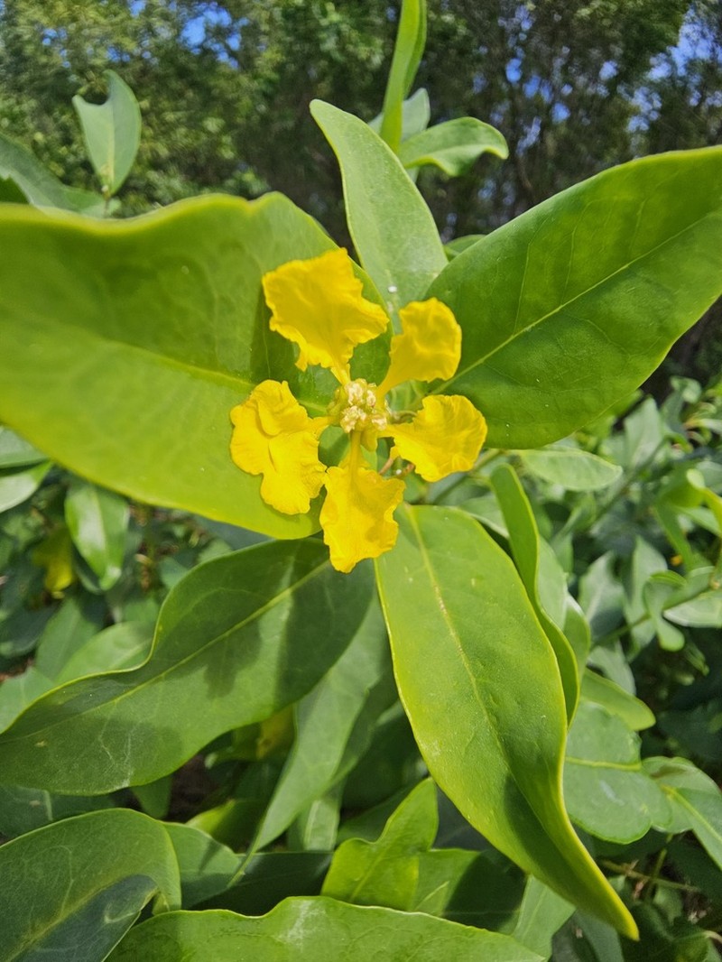 Egg-Leaf Amazonvine photo 8