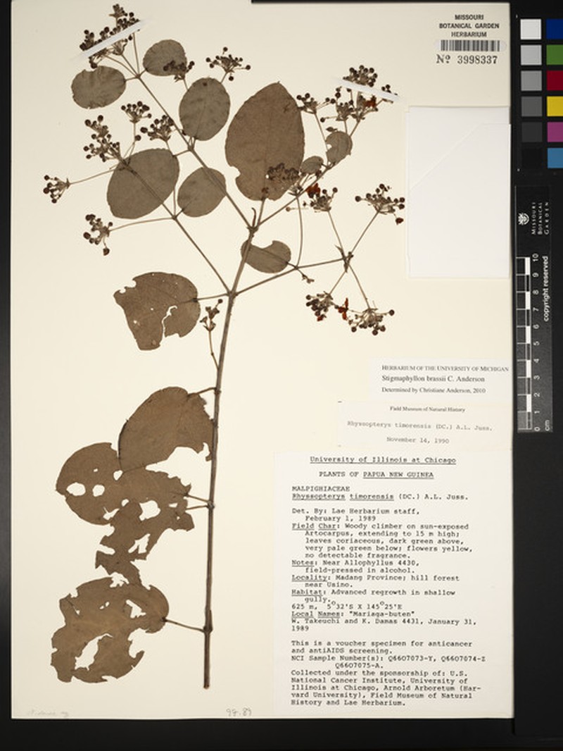 Stigmaphyllon brassii