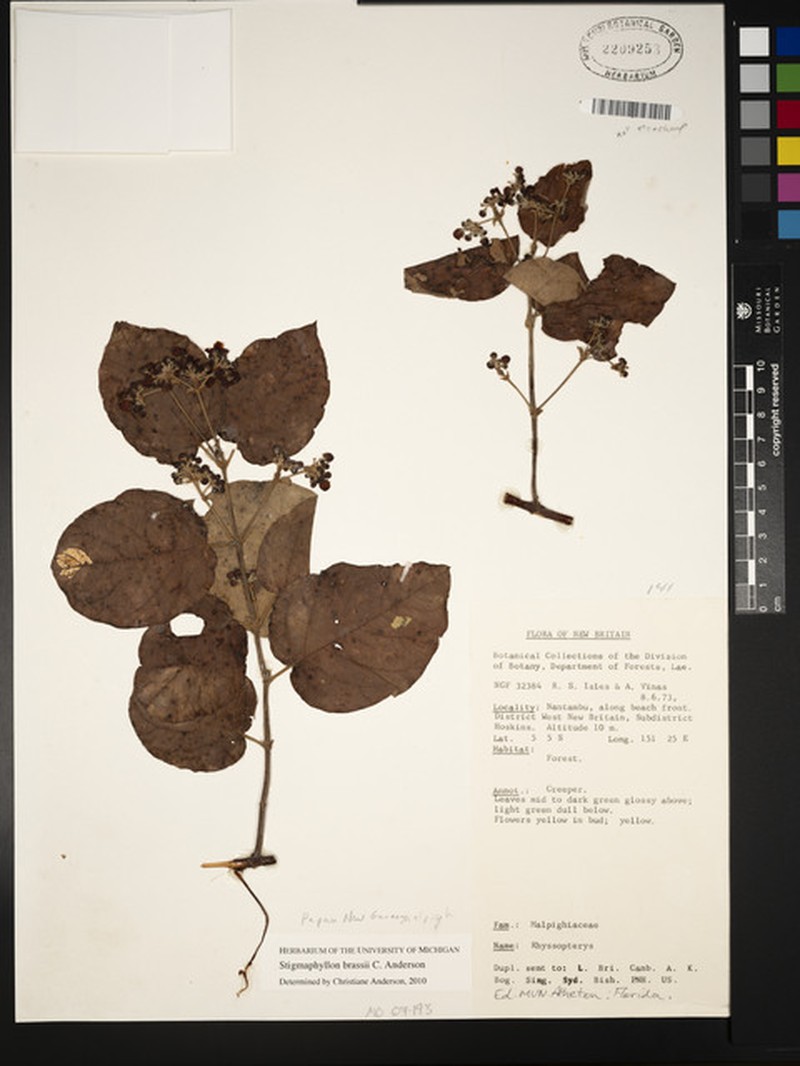 Stigmaphyllon brassii photo 2