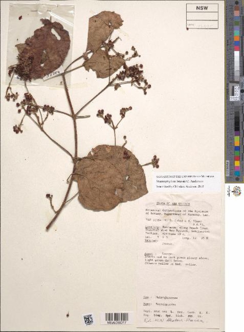 Stigmaphyllon brassii photo 3