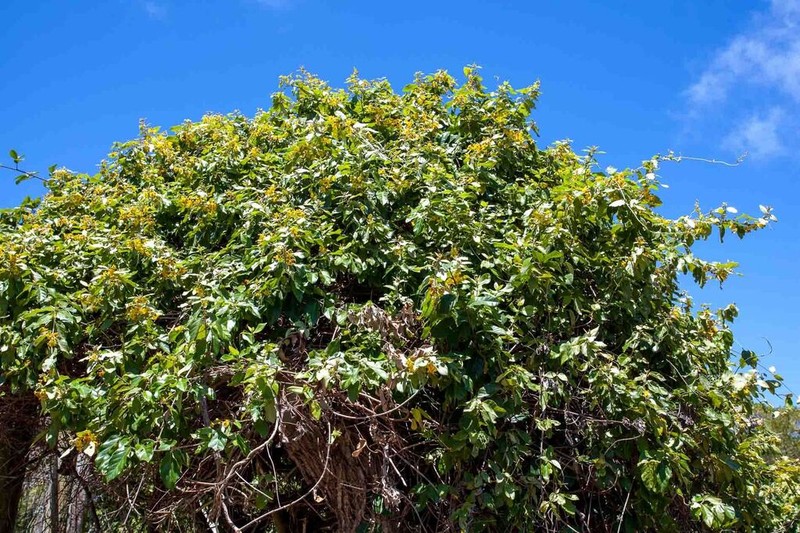 Stigmaphyllon discolor