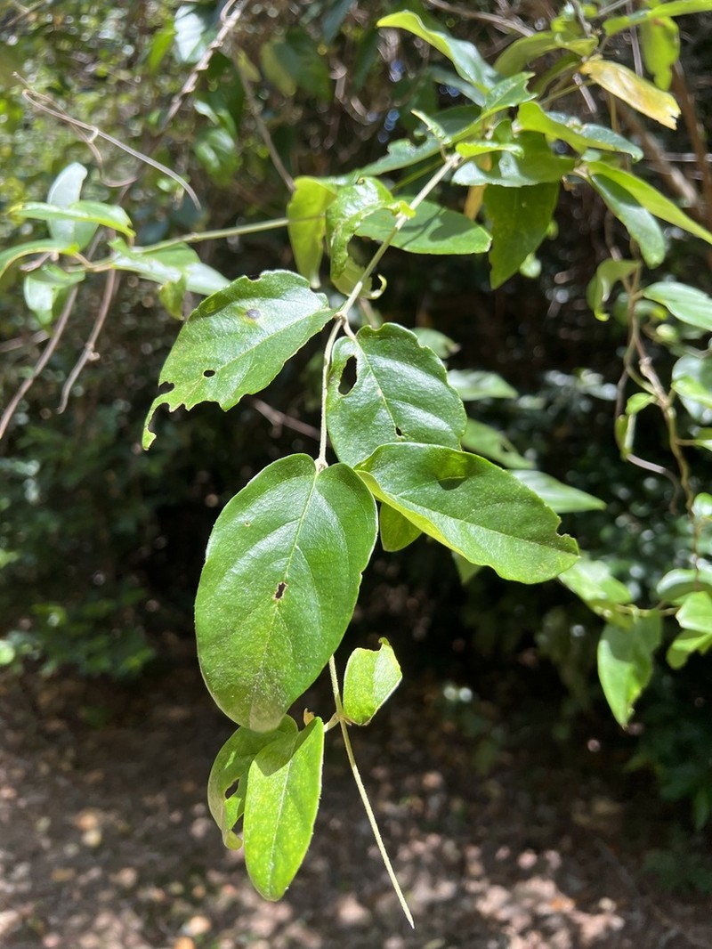 Stigmaphyllon discolor photo 2