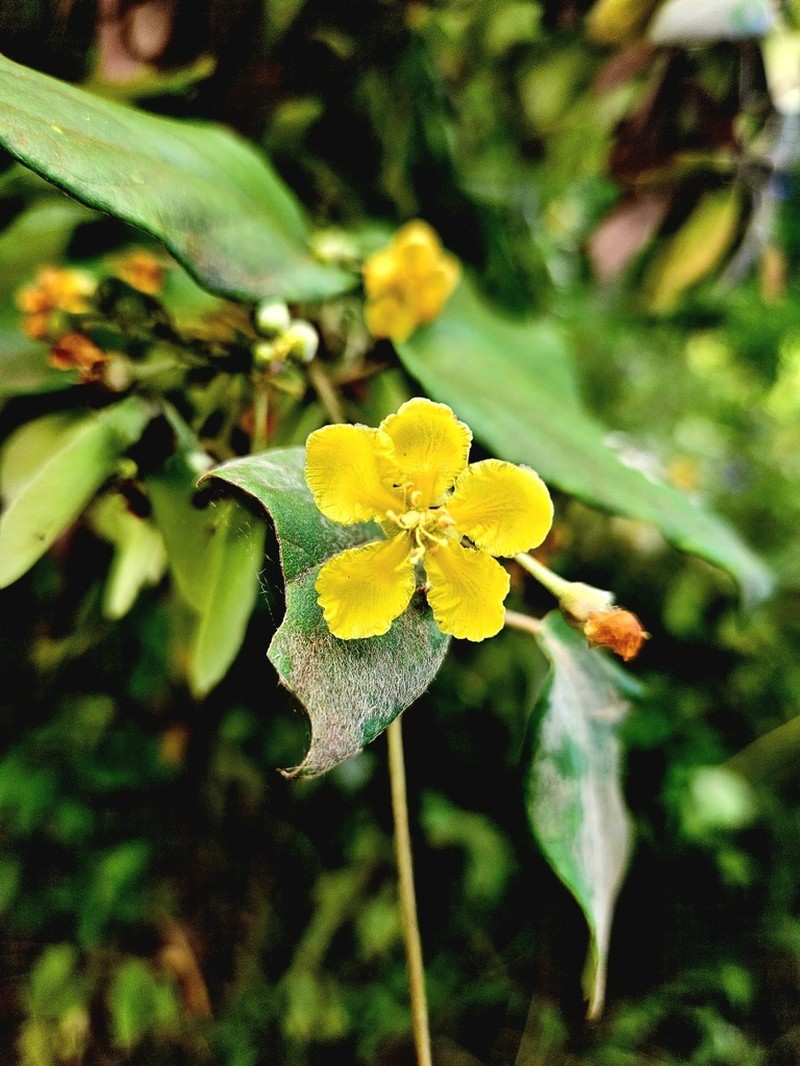 Stigmaphyllon discolor photo 3