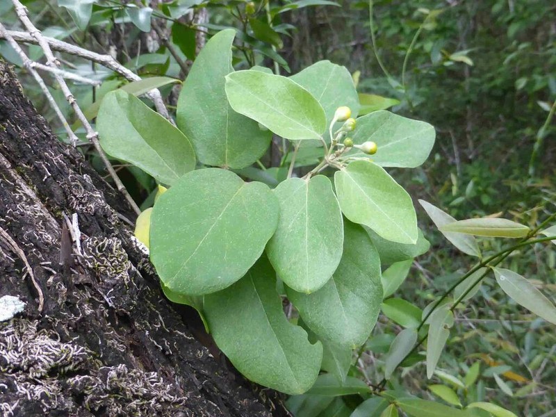 Stigmaphyllon discolor photo 4