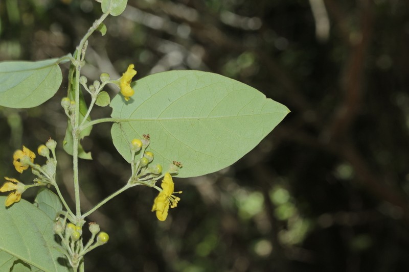 Stigmaphyllon discolor photo 5