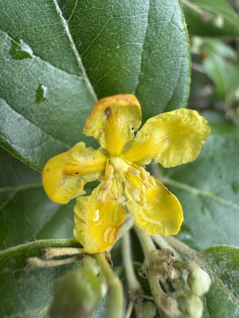 Stigmaphyllon discolor photo 6