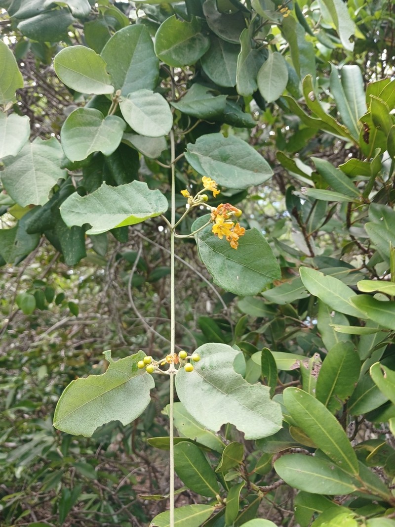 Stigmaphyllon discolor photo 7