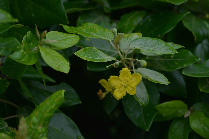 Stigmaphyllon discolor photo 8