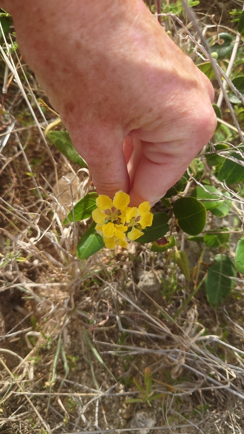 Heartleaf Amazonvine