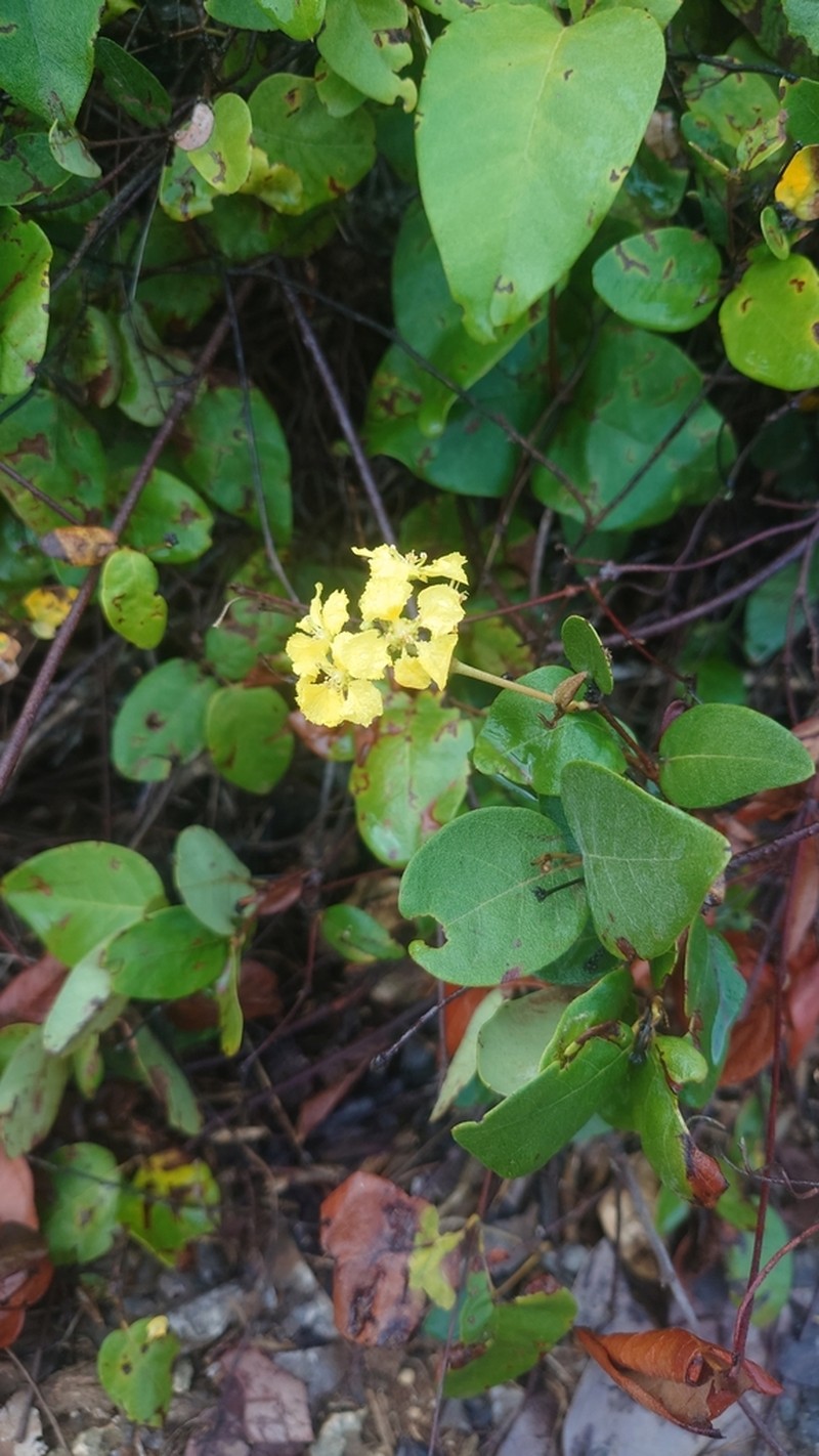 Heartleaf Amazonvine photo 2