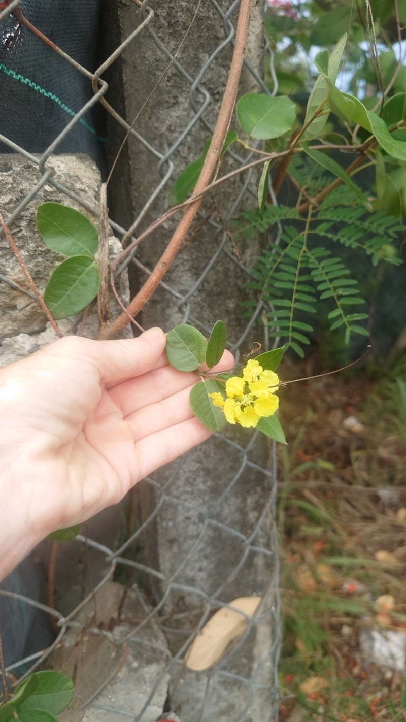 Heartleaf Amazonvine photo 3