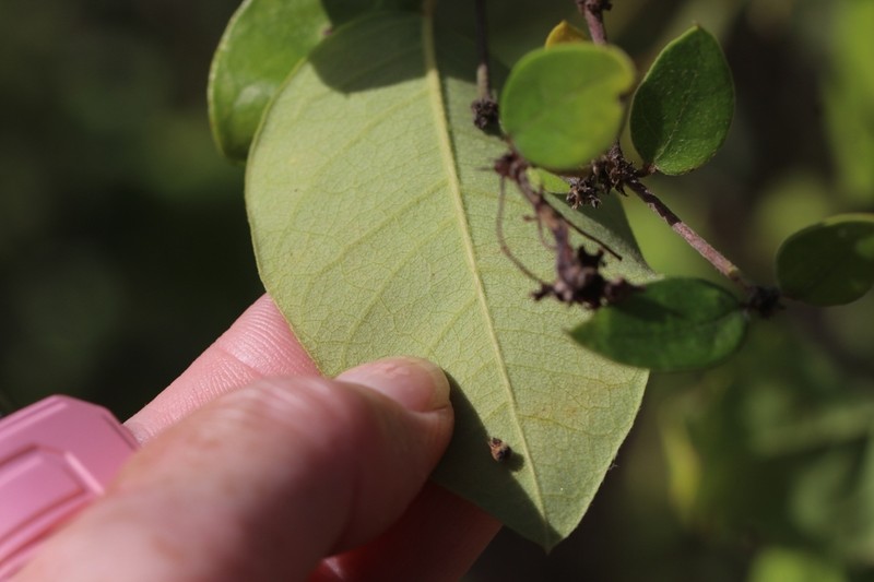 Heartleaf Amazonvine photo 4