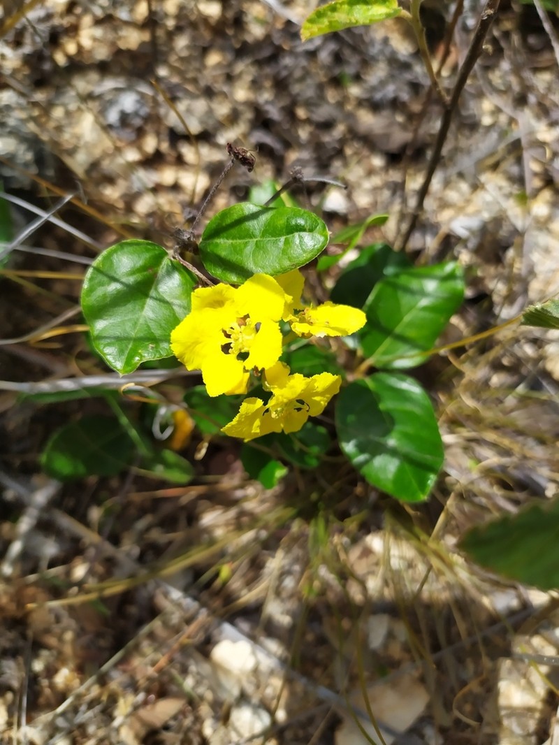 Heartleaf Amazonvine photo 6
