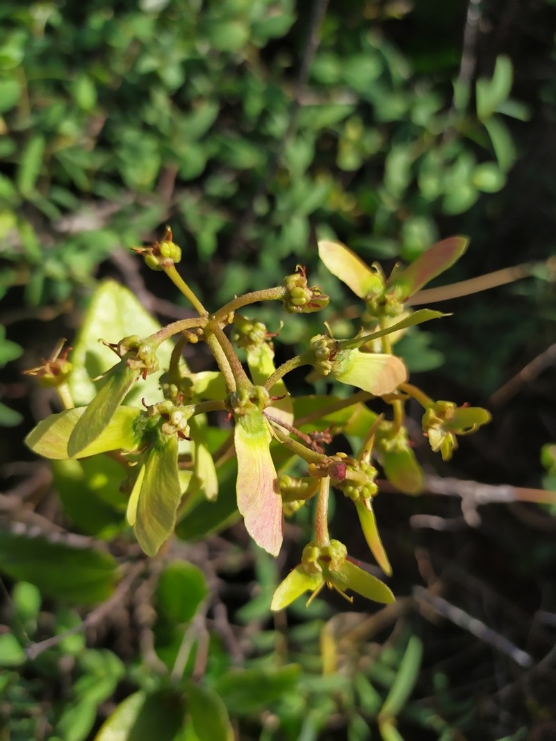 Heartleaf Amazonvine photo 7