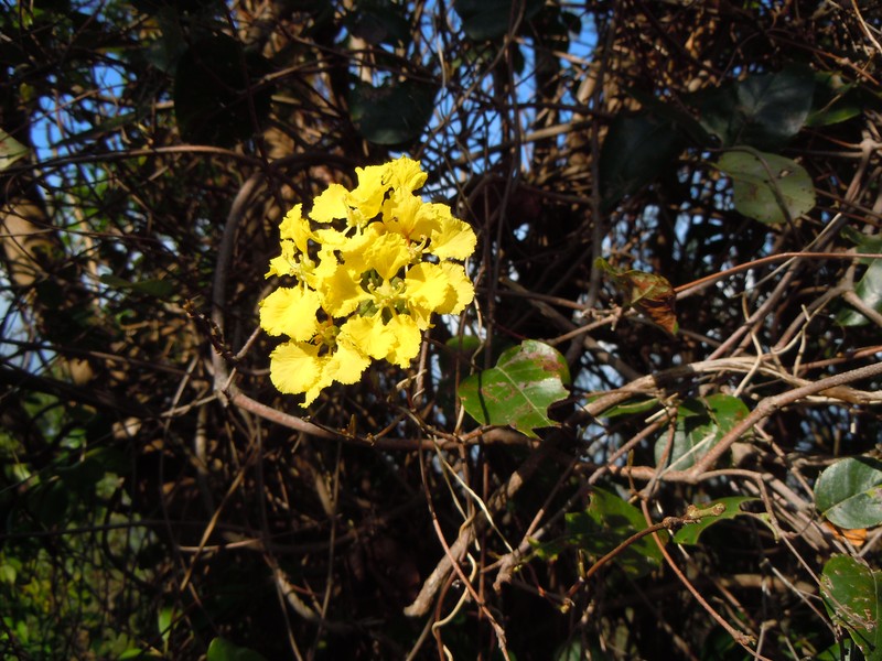 Heartleaf Amazonvine