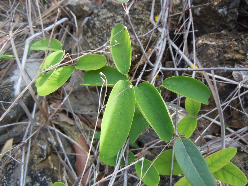 Heartleaf Amazonvine photo 2