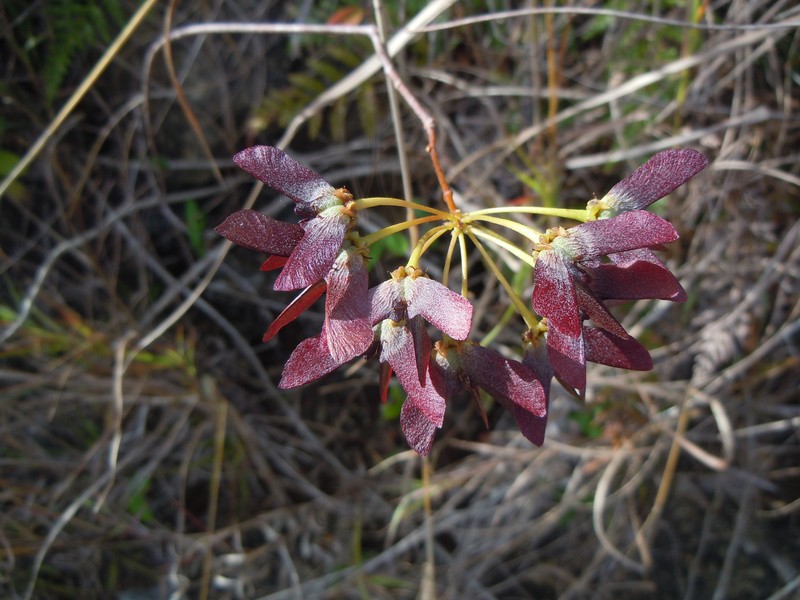 Heartleaf Amazonvine photo 3