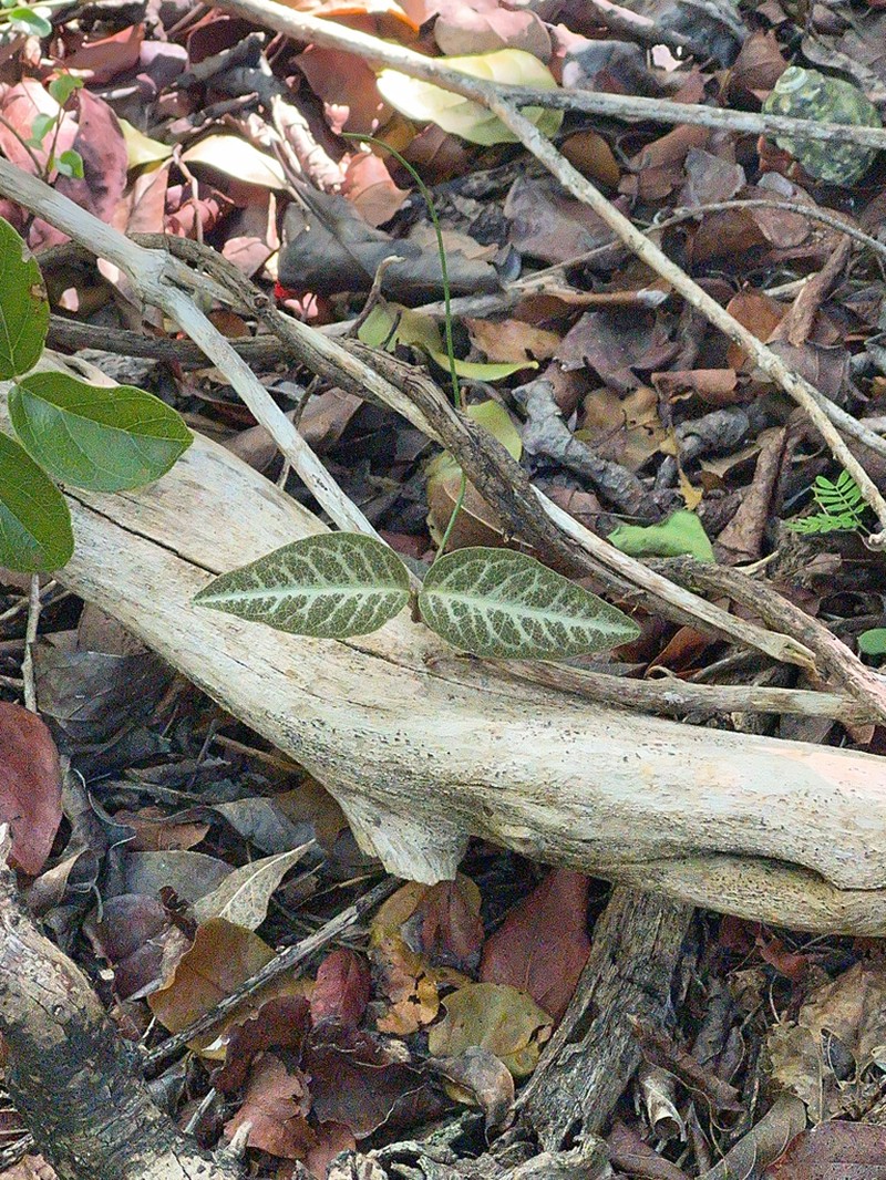 Monarch Amazonvine photo 2
