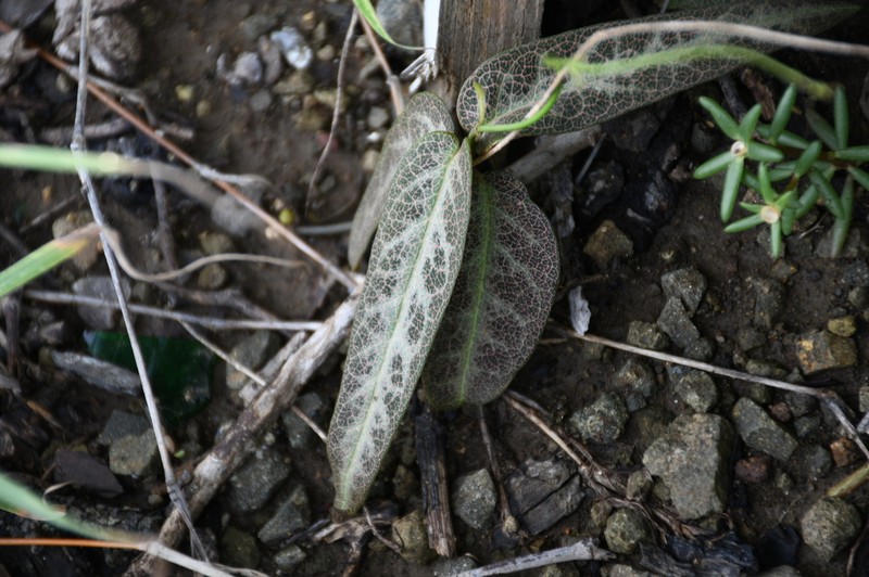 Monarch Amazonvine photo 3
