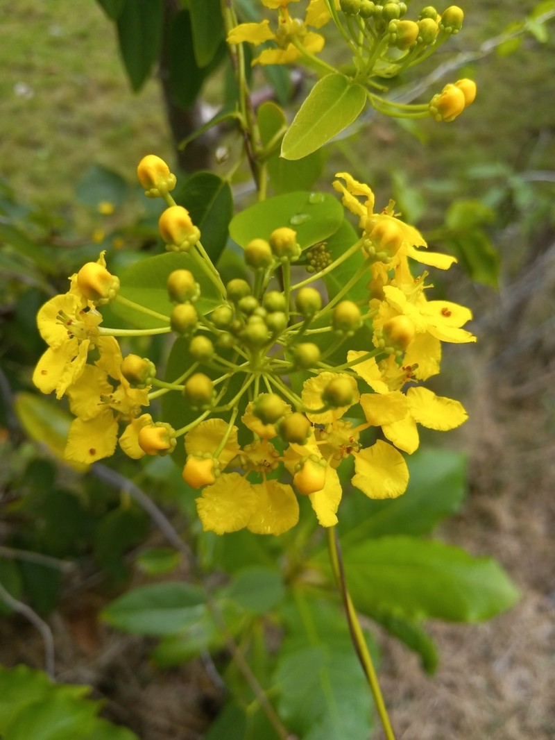 Monarch Amazonvine photo 4