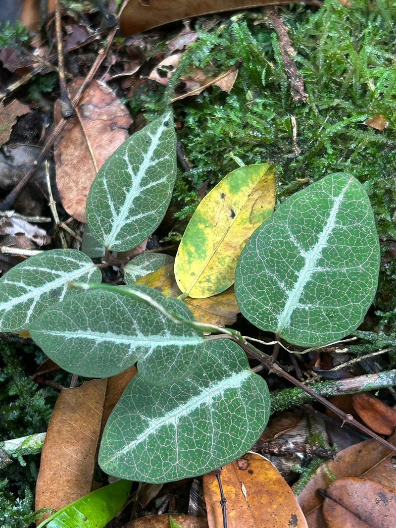 Monarch Amazonvine photo 5