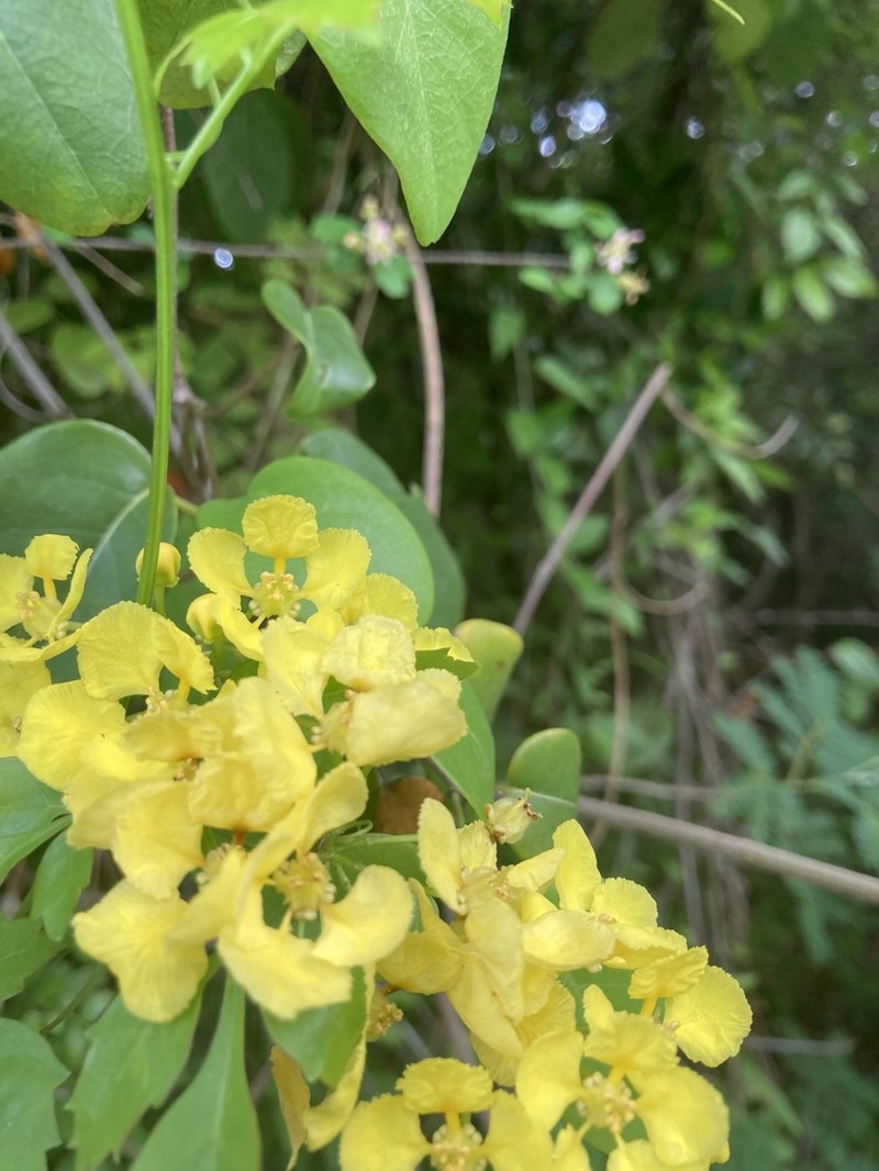Monarch Amazonvine photo 8