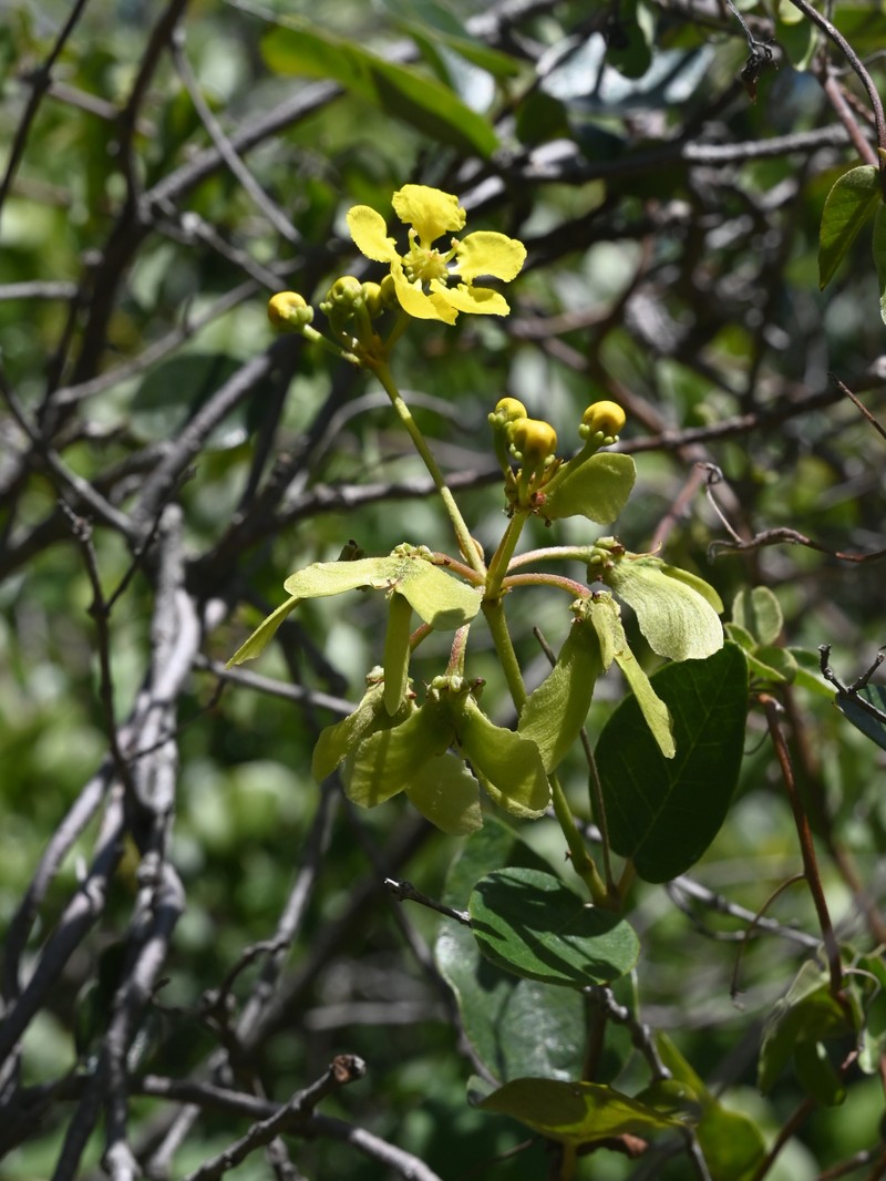 Monarch Amazonvine photo 5