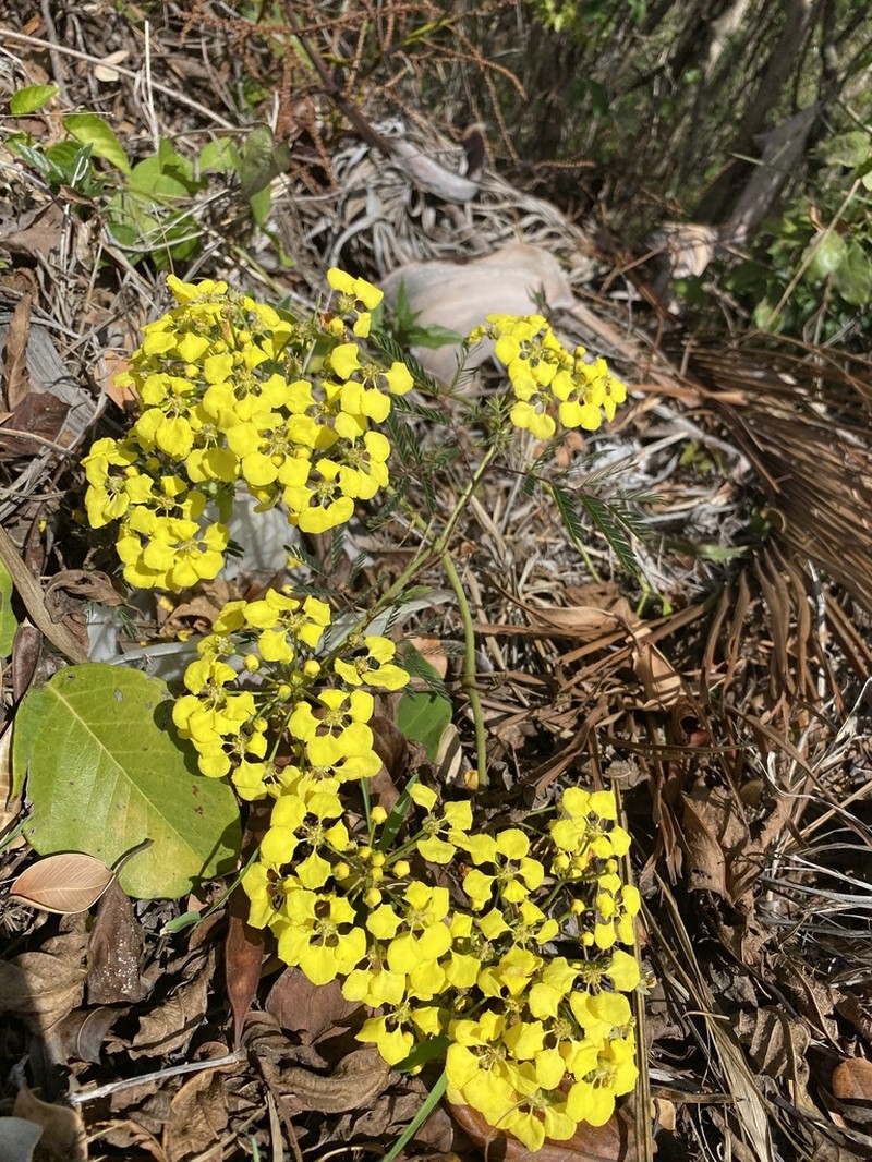 Woolly Amazonvine photo 4