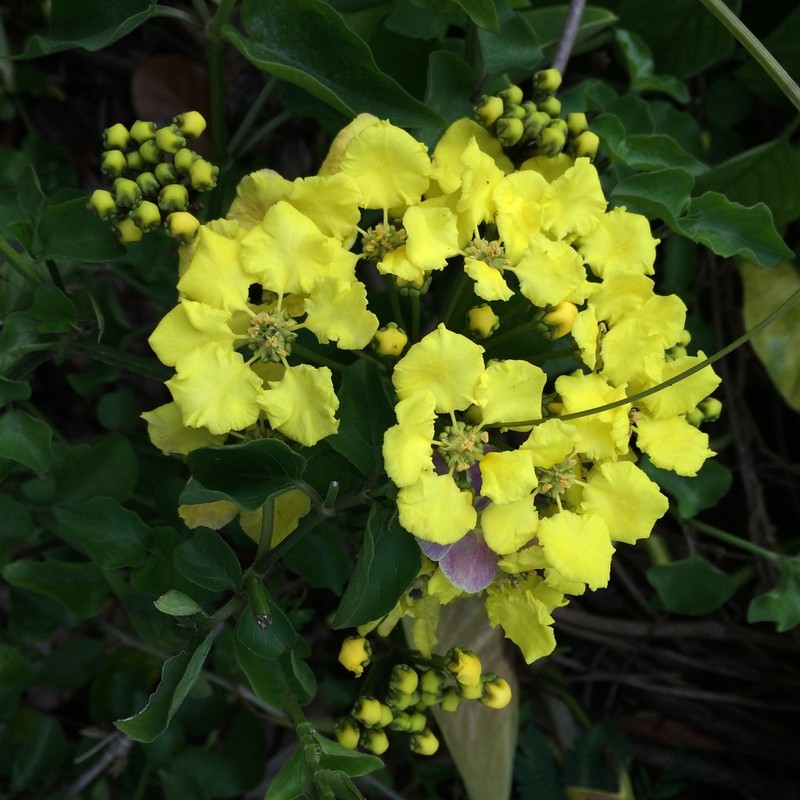 Woolly Amazonvine photo 5