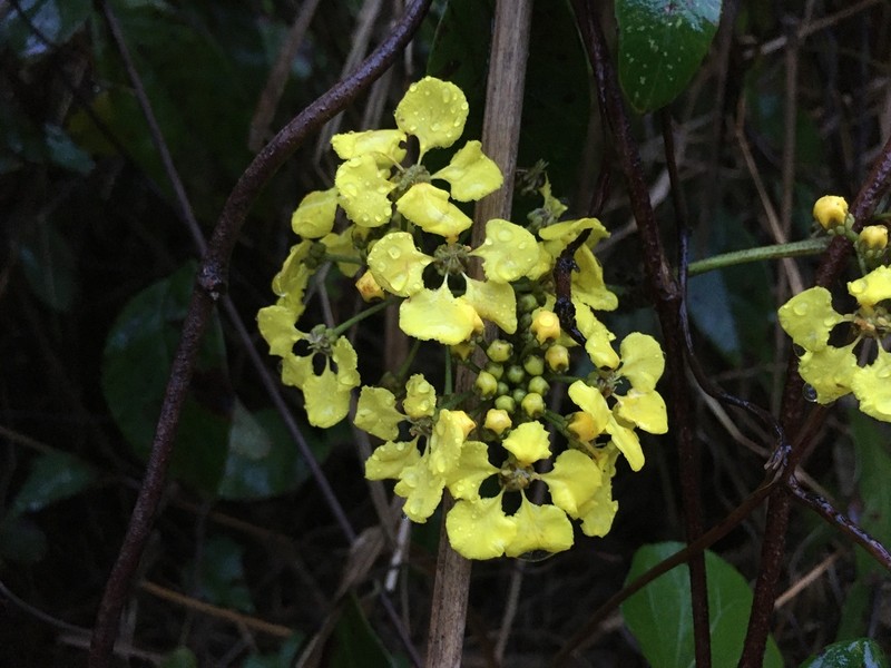 Woolly Amazonvine photo 7